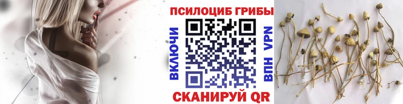 KRAKEN зеркало  Сольцы  Галлюциногенные грибы Cubensis  где найти  